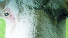 T_goatsimulator_xboxone_teaser